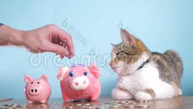 猪银行和猫团队合作<strong>搞笑视频</strong>钱概念金融业务会计。 钱猫宠物堆不断增长的钱